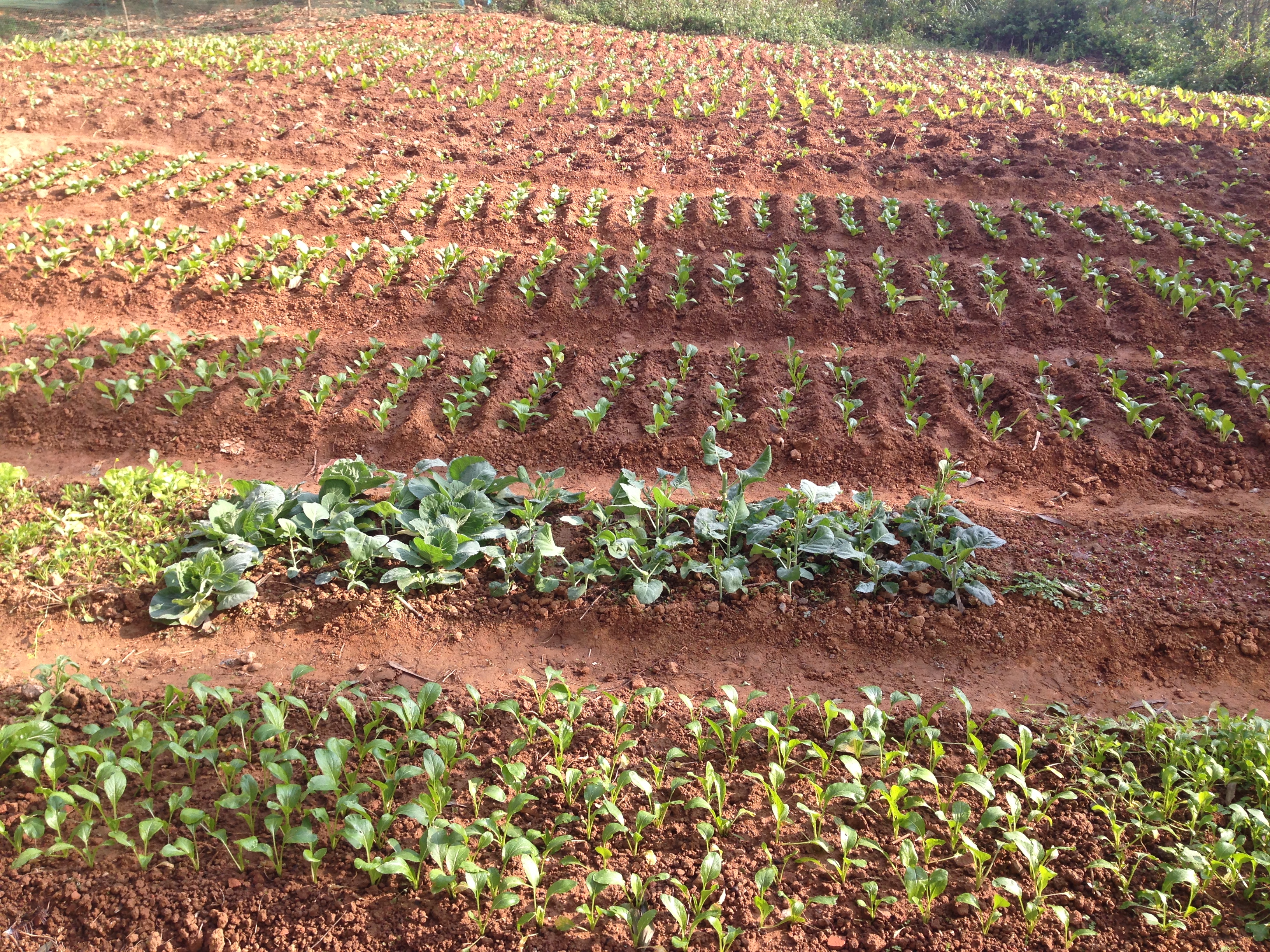 Vuo__N_RAU_NHA___TRuo__NG_1